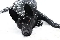 Black German shepherd facts are interesting.