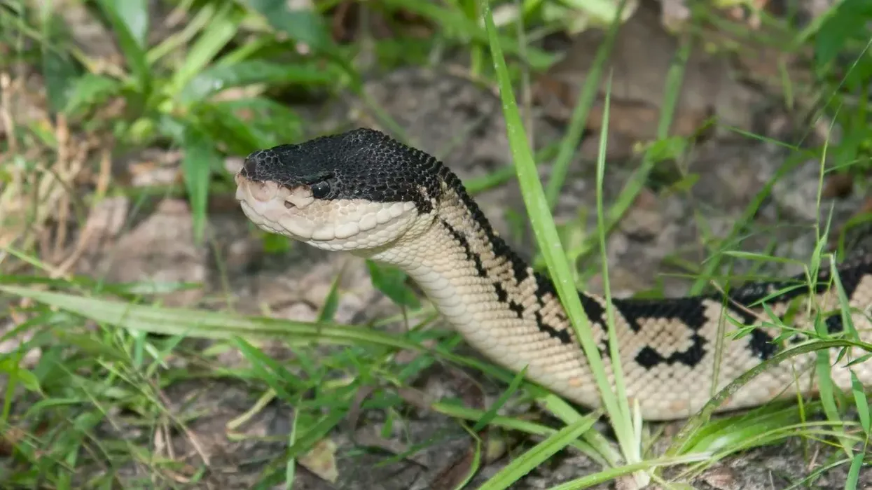 Black-headed bushmaster facts are about venomous snakes.