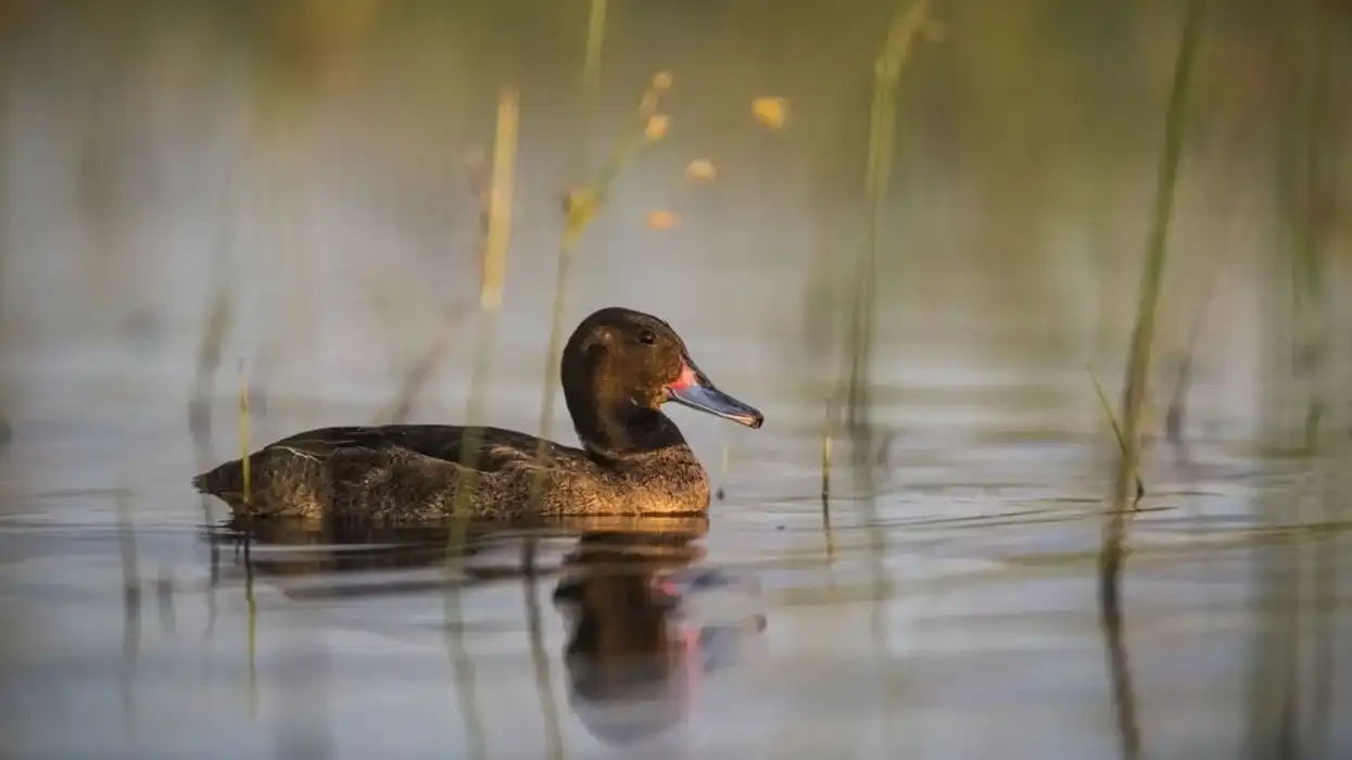 Black-headed duck facts are about an interesting waterfowl.