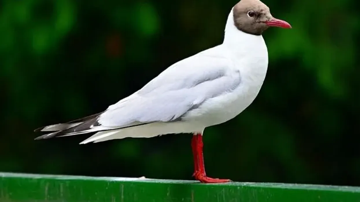 Black-headed gull facts, these birds actually have a chocolate brown head instead of a black head