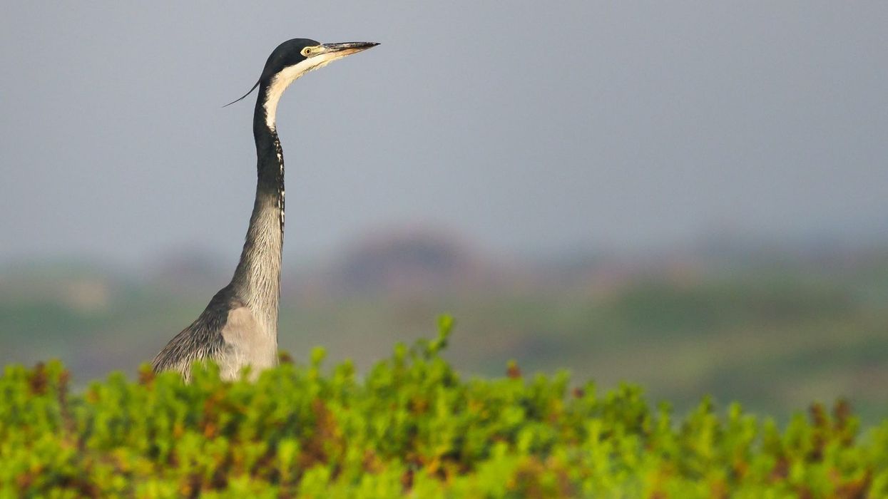 Black-headed heron facts are interesting