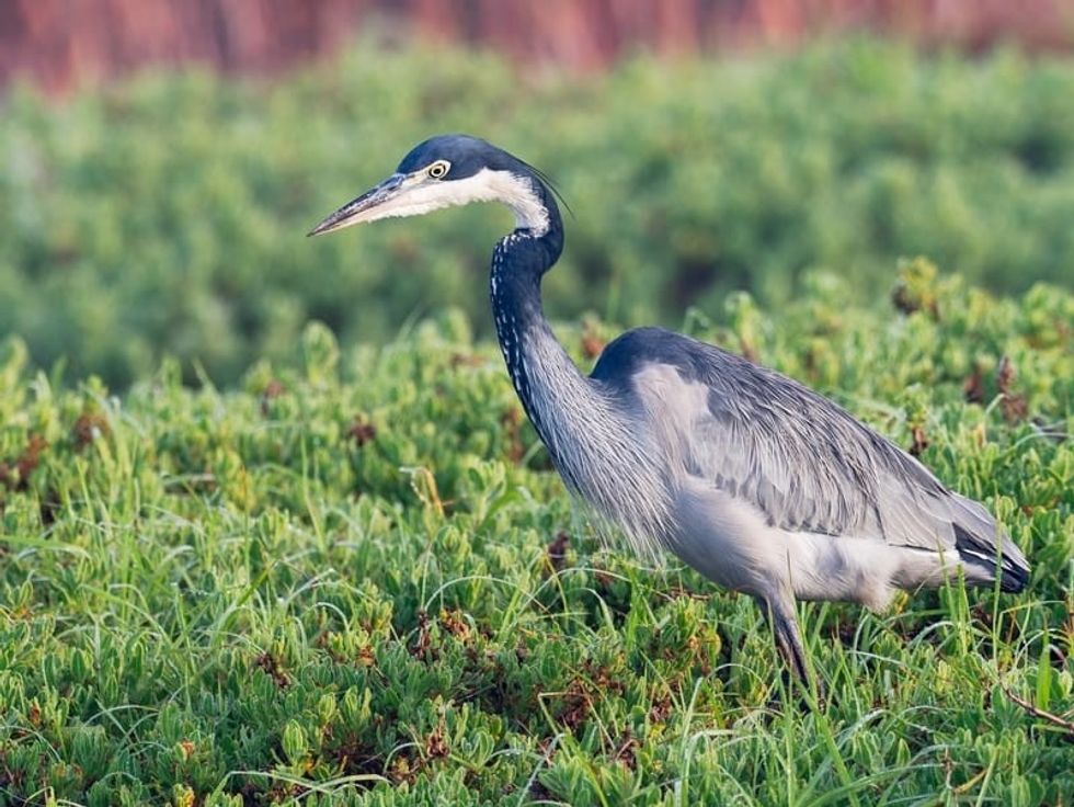 Fun Black-headed Heron Facts For Kids | Kidadl