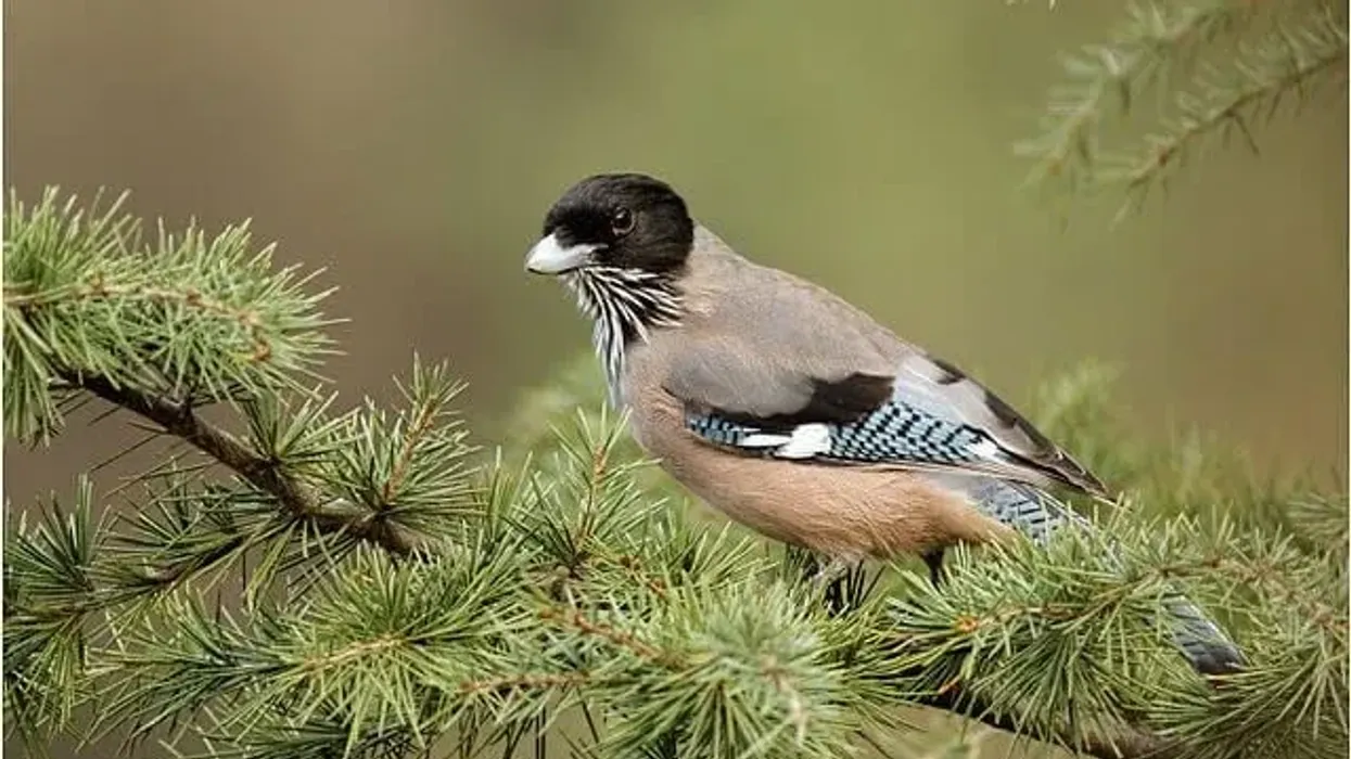 Black-headed jay facts are interesting to read.