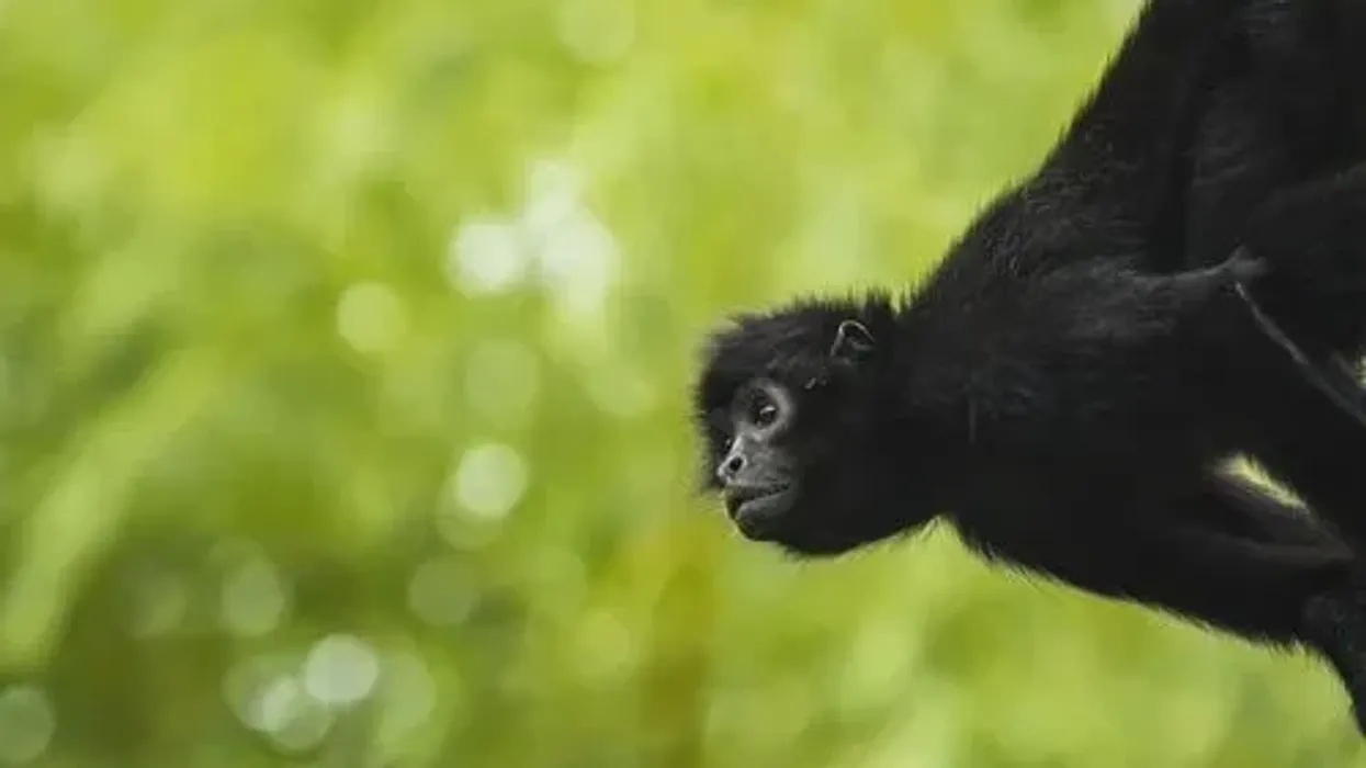 Black-headed spider monkey facts for kids are super interesting!