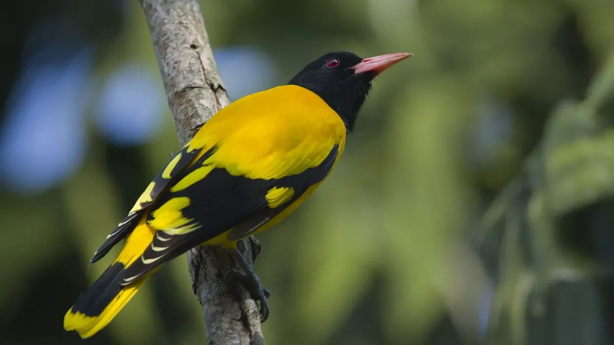 Black-hooded oriole facts are all about a captivating bird of the Oriolidae family.