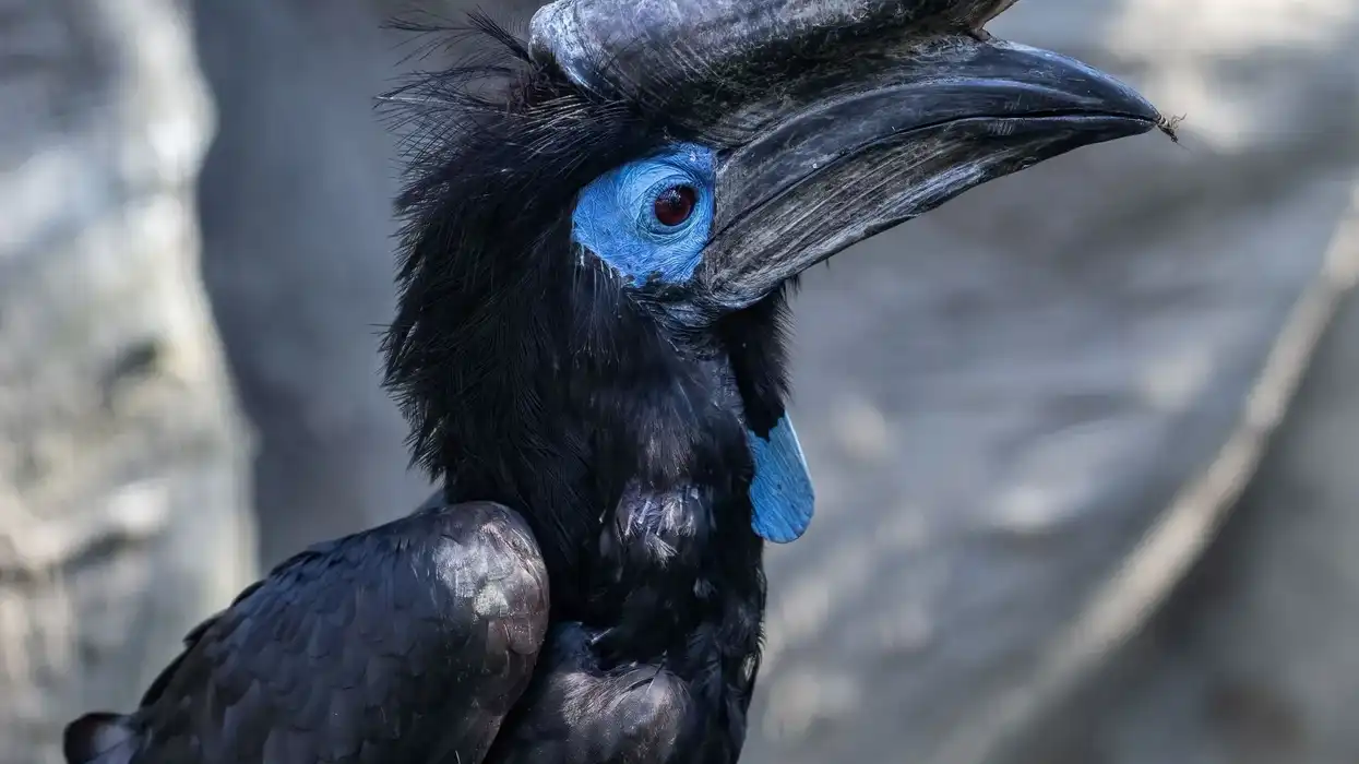 Black hornbill facts are interesting.