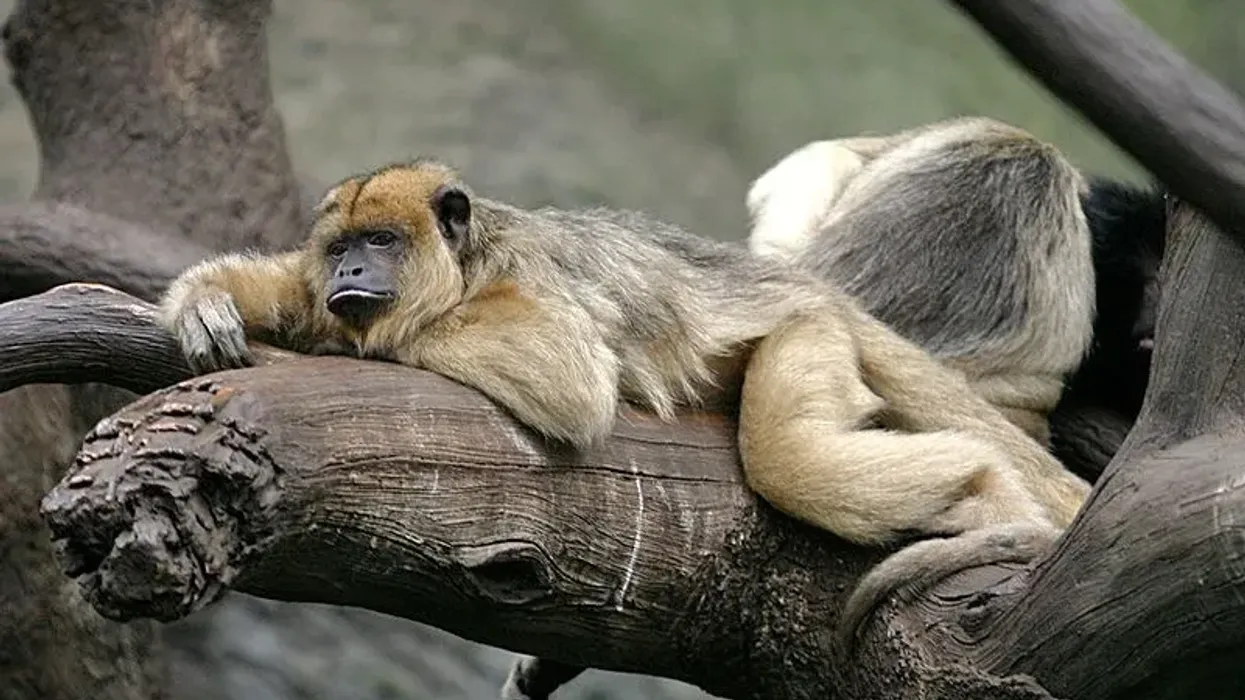 Black howler monkey facts are as interesting as the animal itself.