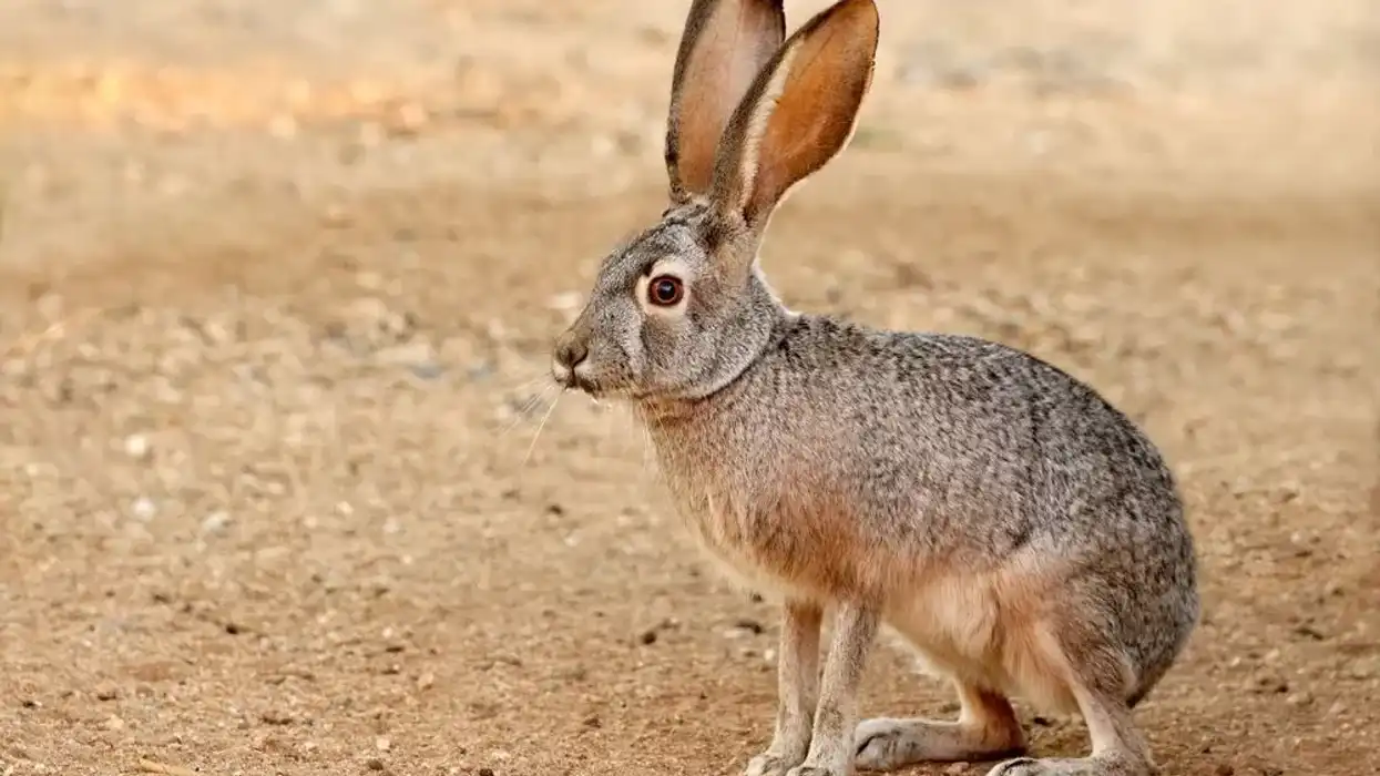Black jackrabbit facts are highly interesting.