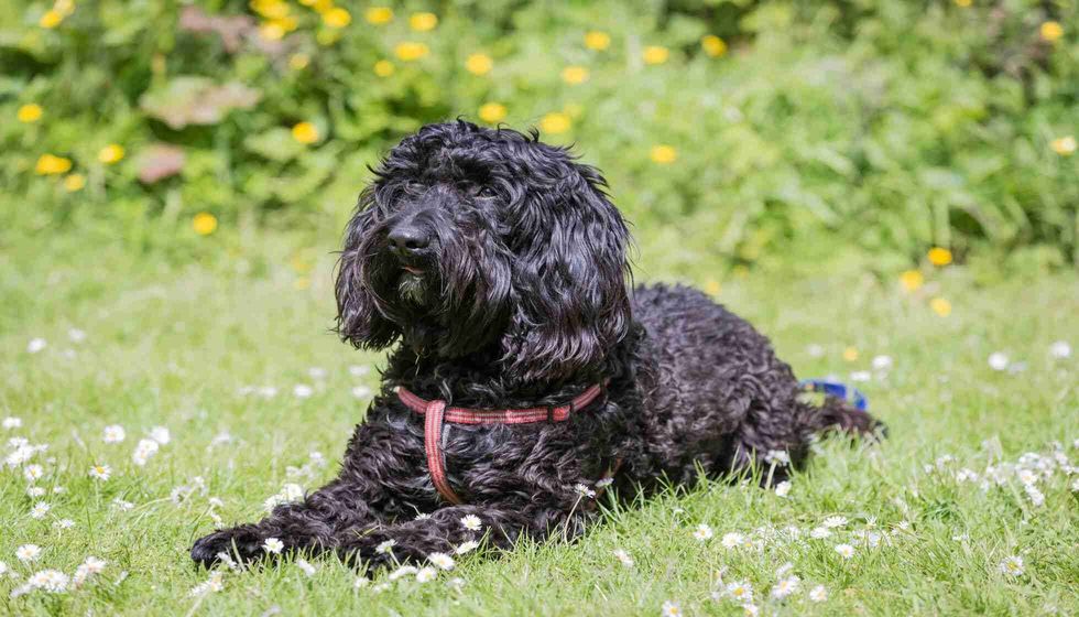 Black Labradoodle in grass.