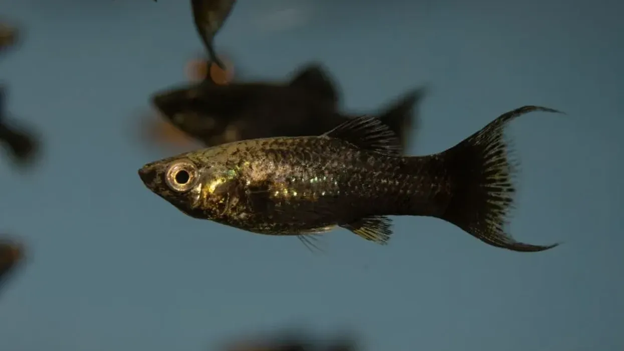 Black Molly facts about a freshwater fish that can adapt itself to brackish water conditions.
