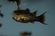 Black Molly facts about a freshwater fish that can adapt itself to brackish water conditions.