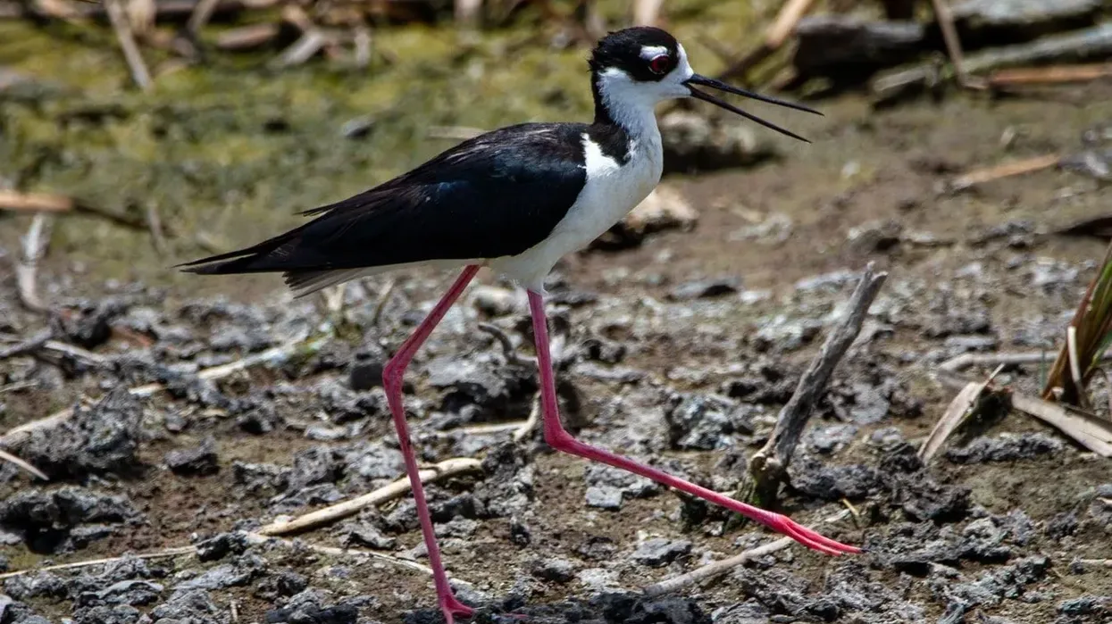 Black necked stilt facts on the North American birds with a long neck and pink legs.