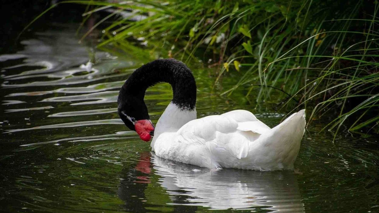 Black-necked swan facts are very interesting to know for everyone.