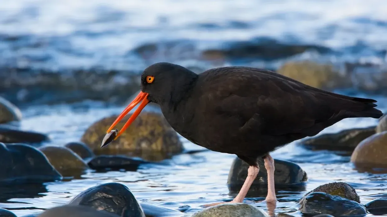 Black Oystercatcher facts, a key species in indicating the overall health of its rocky intertidal community.