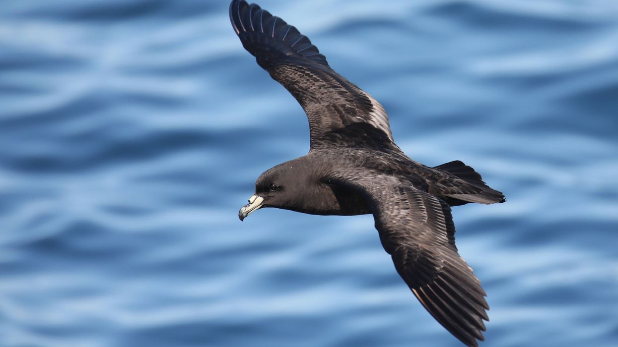 Black petrel facts listed in this article are fascinating.