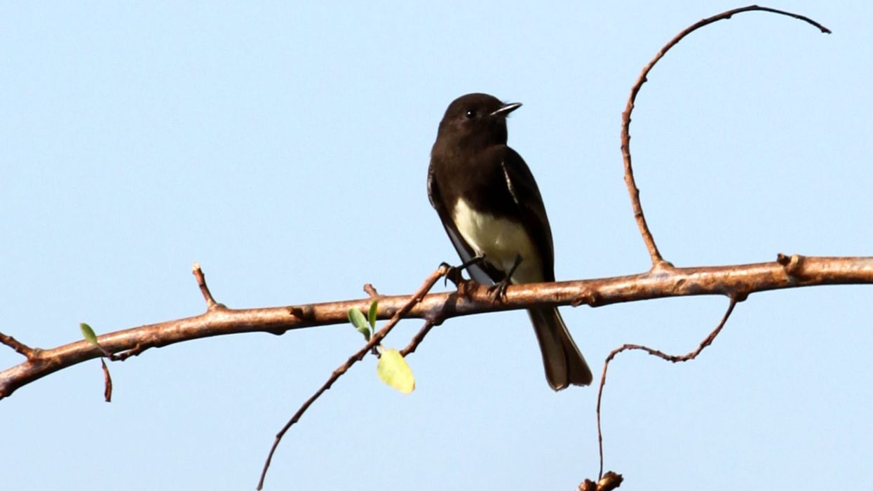 Black Phoebe facts are interesting
