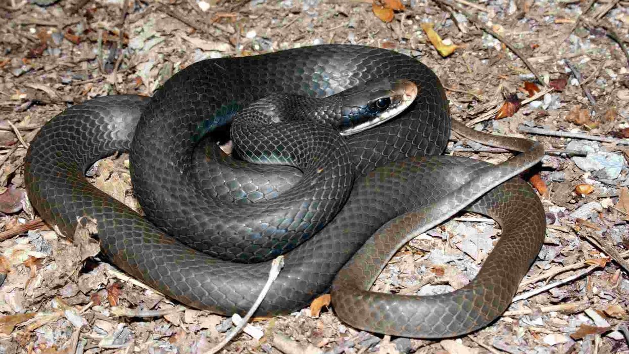 Black racer snake facts for kids