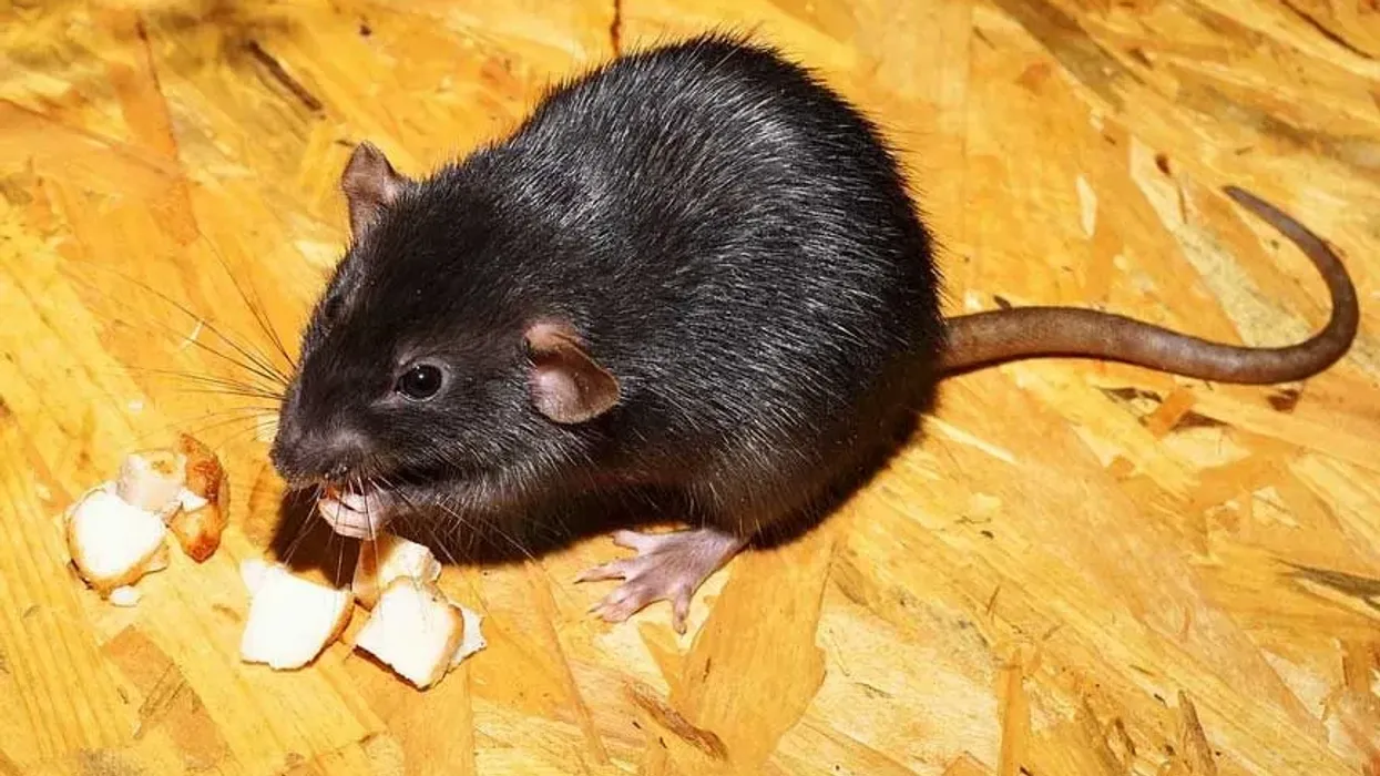 Black rat facts on this invasive species
