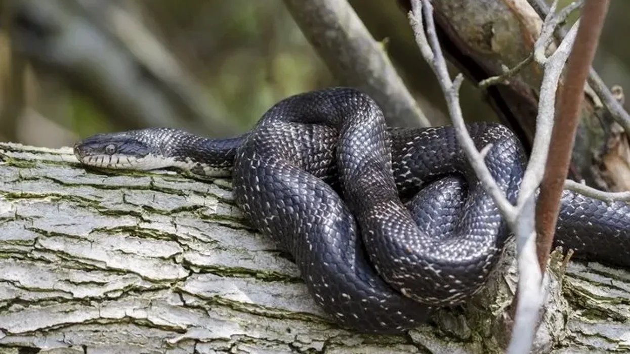 Black rat snake facts are interesting to read.