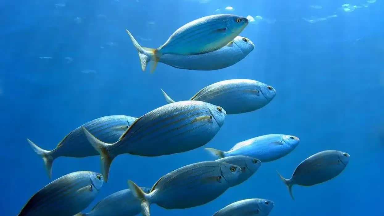Black Seabream facts are all about their nature and living habits.