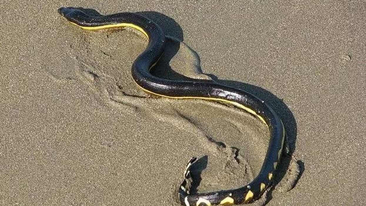 Black snake on the sand.