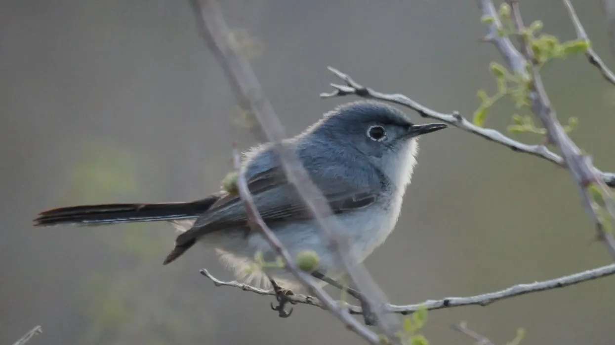 Black-tailed gnatcatcher facts are all about this unique bird of the Polioptilidae family.