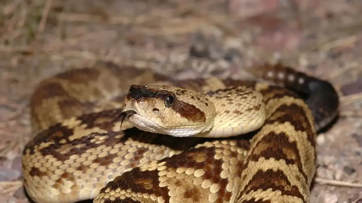 Black-tailed rattlesnake facts for kids are educational!