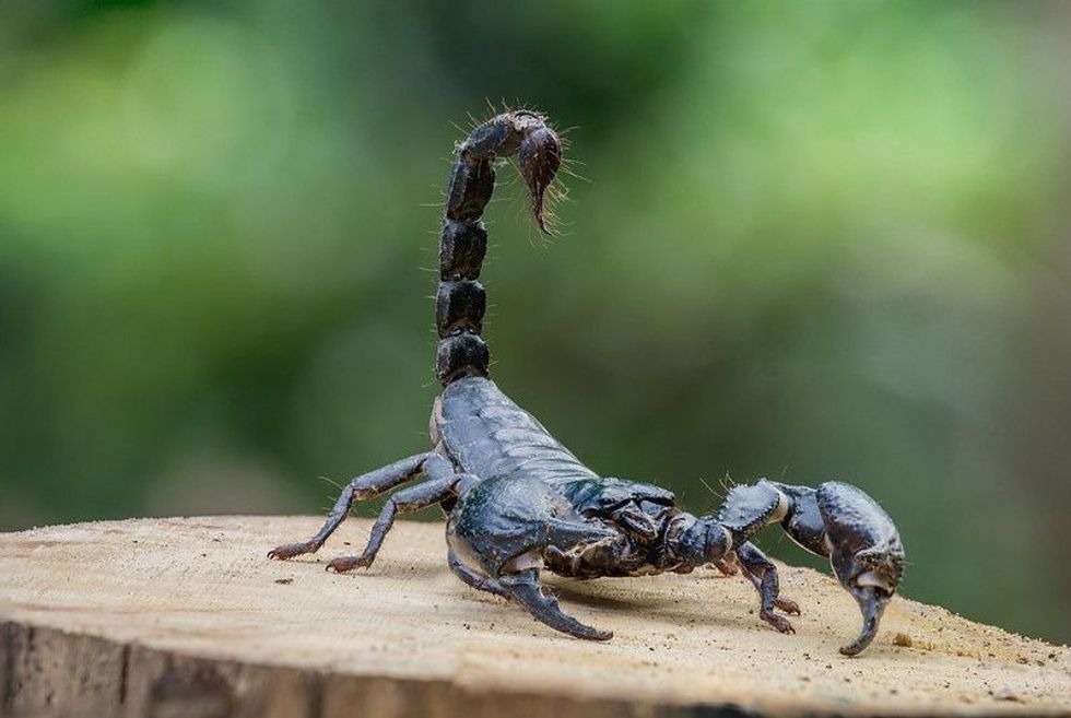 Black-Tailed Scorpion