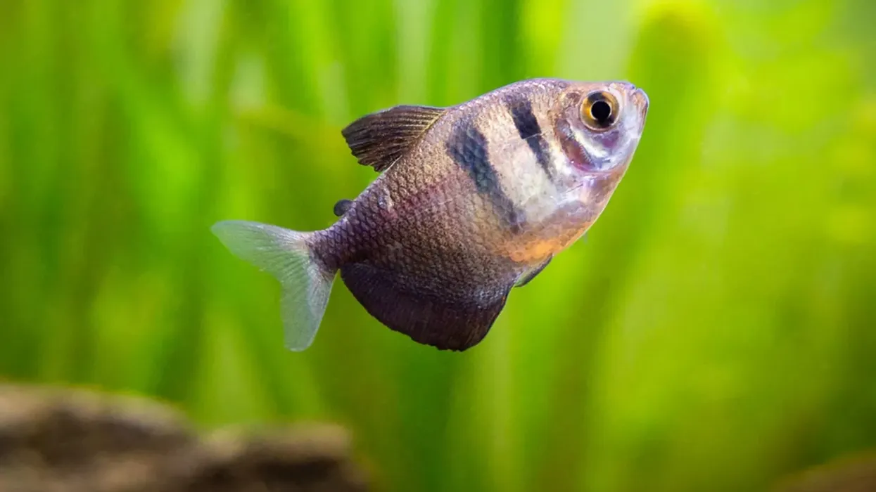 Black tetra facts and information are educational!