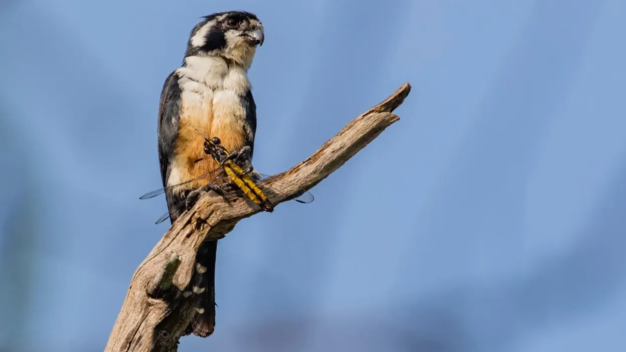 Black-thighed falconet facts are interesting for kids.