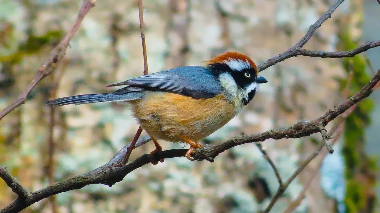 Black-throated bushtit facts are all about the tiny passerine bird.