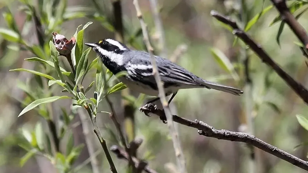 Black-throated gray warbler facts are interesting because of the sounds they make.