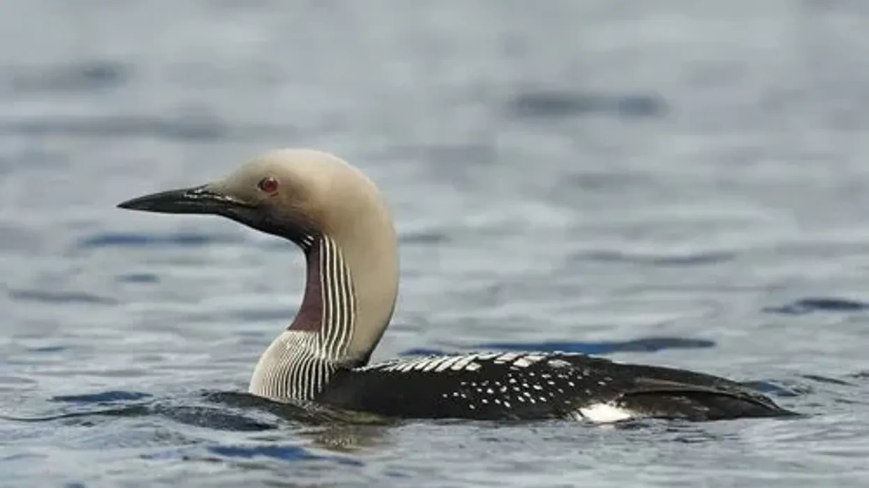 Black-throated loon facts are very informative.