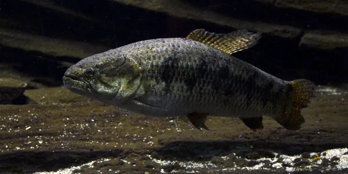 Fun Black Wolf Fish Facts For Kids | Kidadl