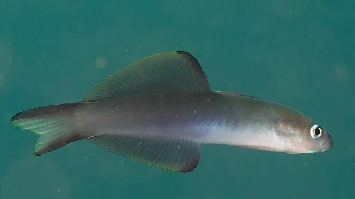 Blackfin Dartfish Fact File