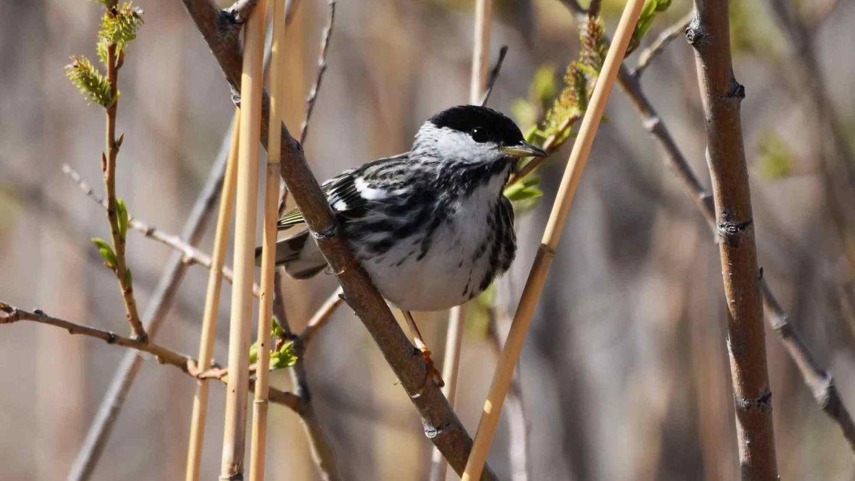 Blackpoll warbler facts on the famous birds of North America.