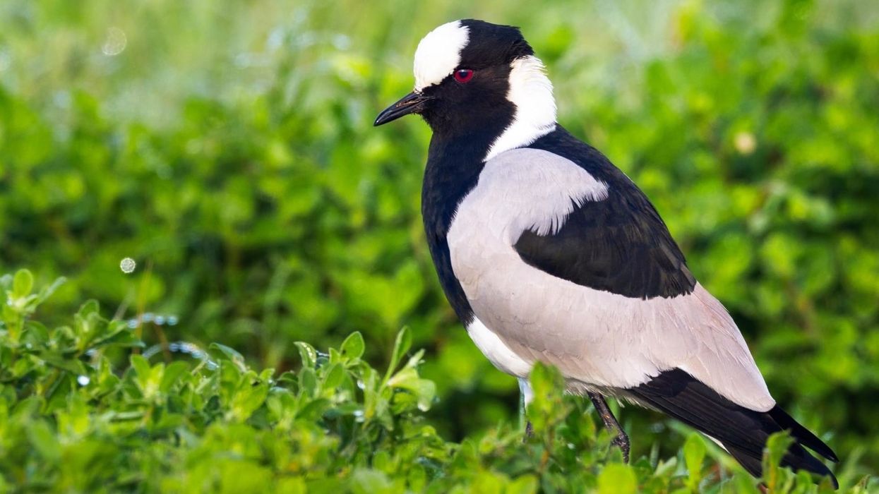 Blacksmith Lapwing facts for kids are educational!