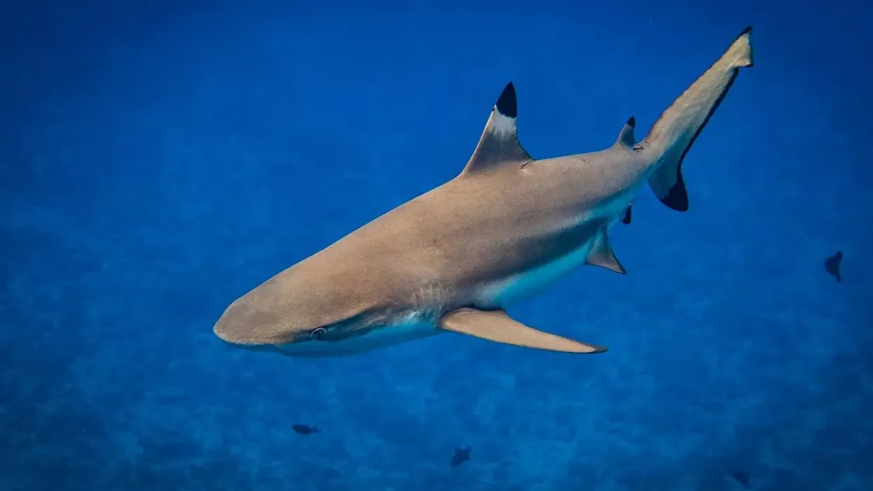 Blacktip reef shark facts like they can jump like dolphins are interesting