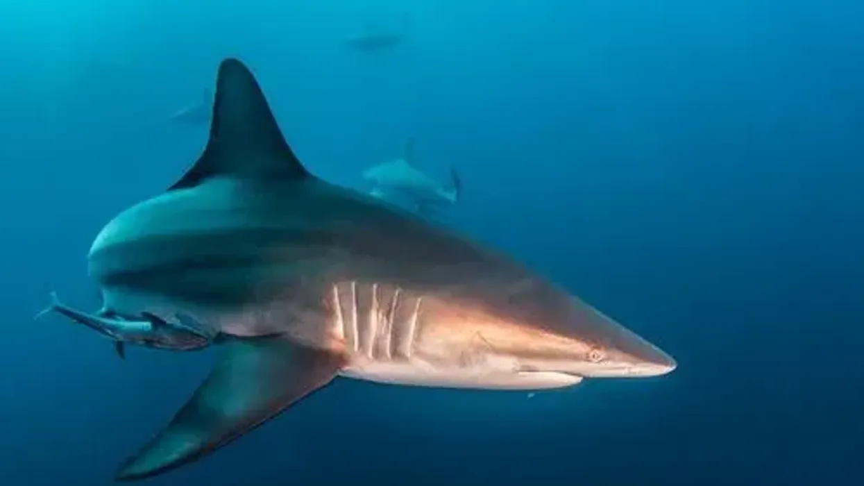 Blacktip sharks belong to the family carcharhinidae. This is one of the must-know blacktip shark facts.