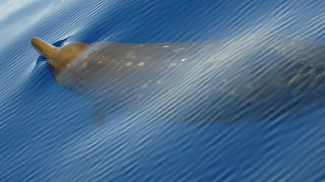 Blainville beaked whale facts give a sneak peek into the diverse world of marine animals.