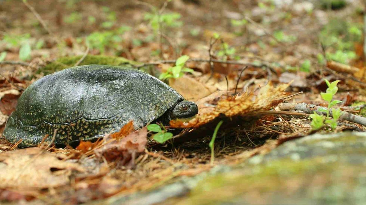Blanding's turtle facts are very interesting for kids.