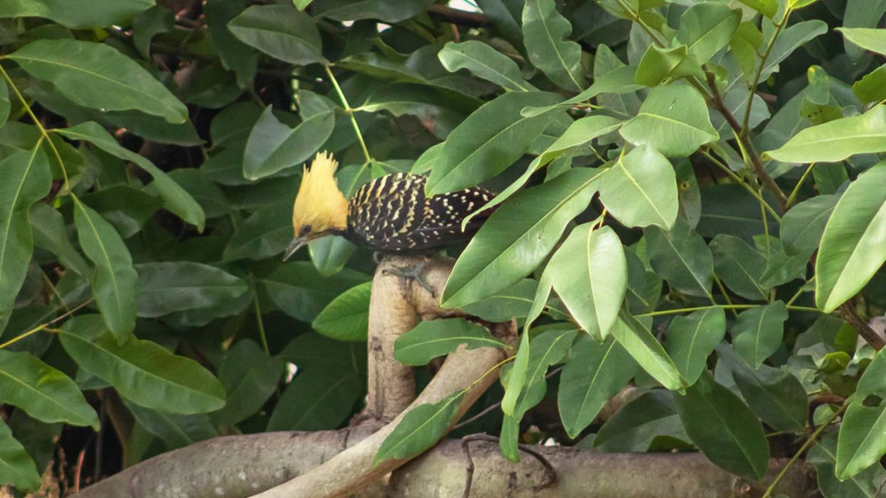 Blond-crested woodpecker facts tell us that this is a unique bird in the Picidae family.