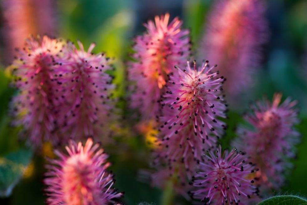 Blooming Arctic willow in the tundra