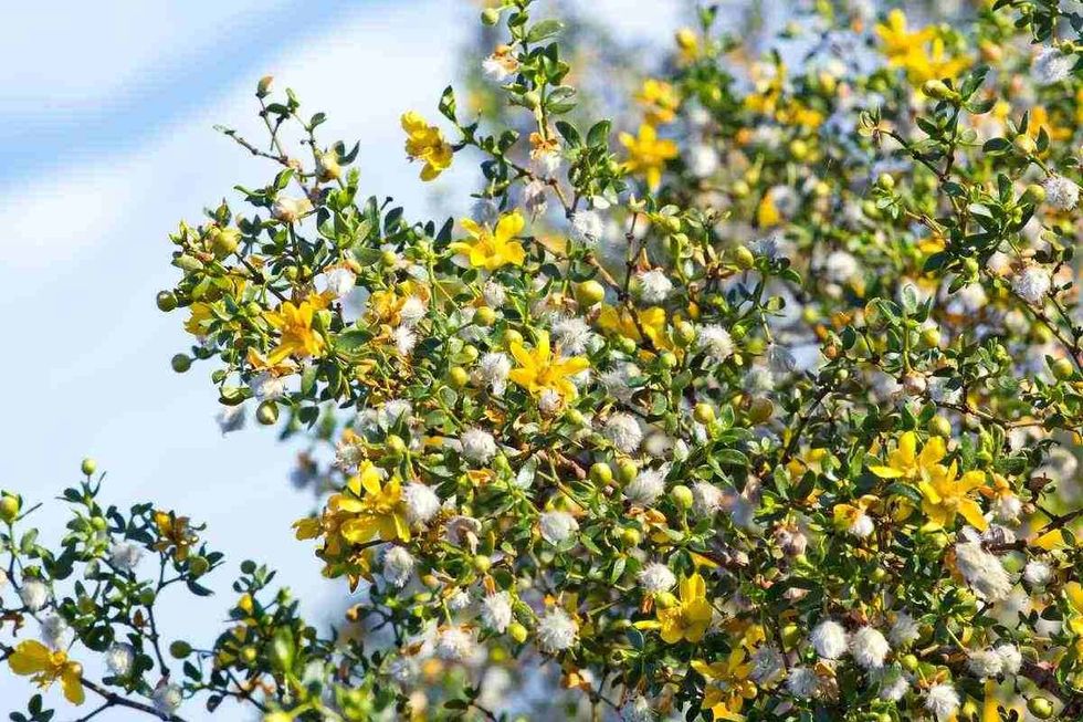 Blooming creosote bush