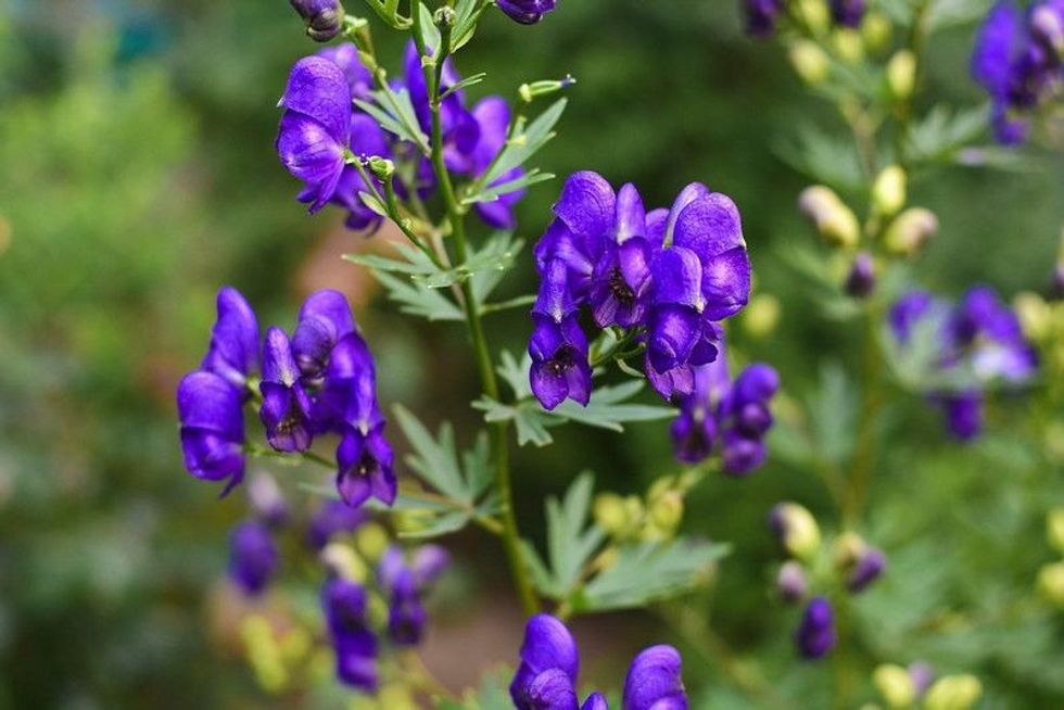 Blooming monkshood flowers (Aconitum napellus)
