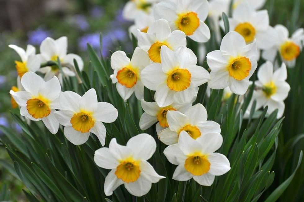 Blooming white and yellow Narcissus Flowers