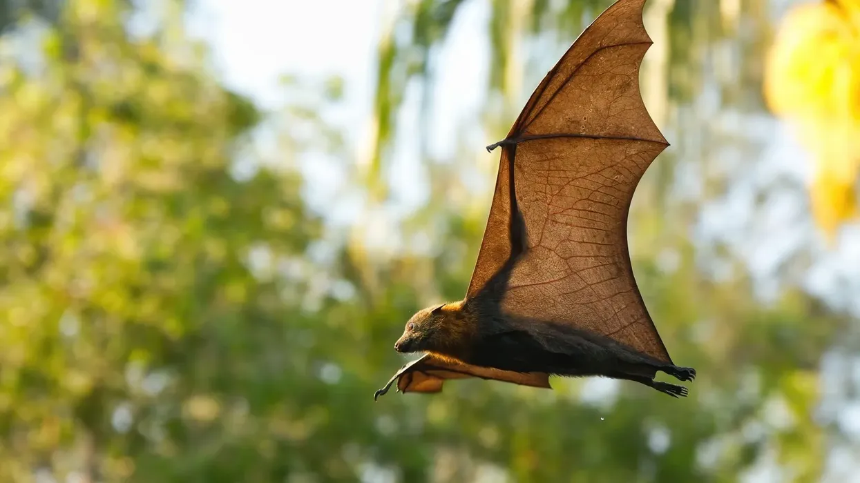 Blossom bat facts talk about links between southern and northern blossom bats.