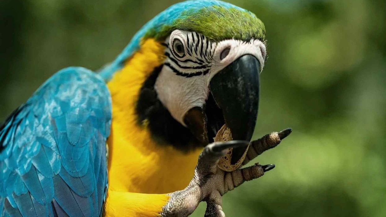 Blue and yellow macaw facts on the exotic birds.