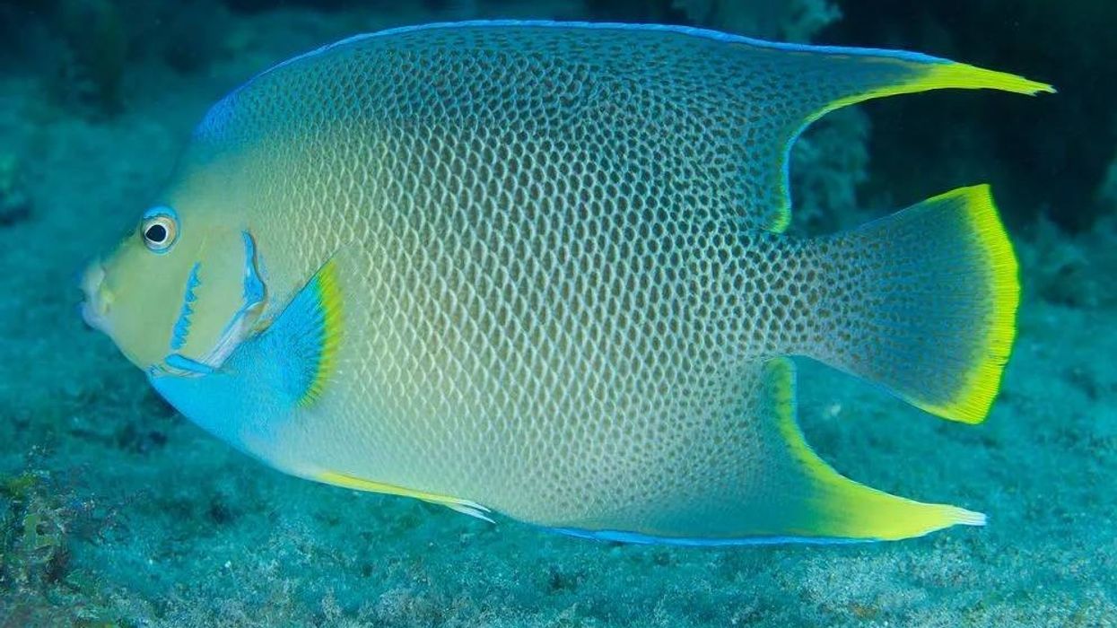 Blue Angelfish facts about the brightly blue colored species native to the western Atlantic.