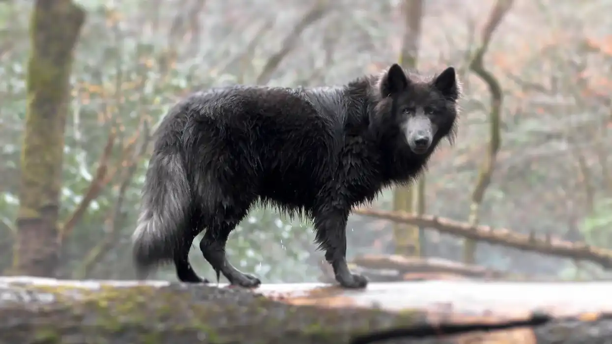 Blue bay shepherd facts are unique and definitely interesting to read!